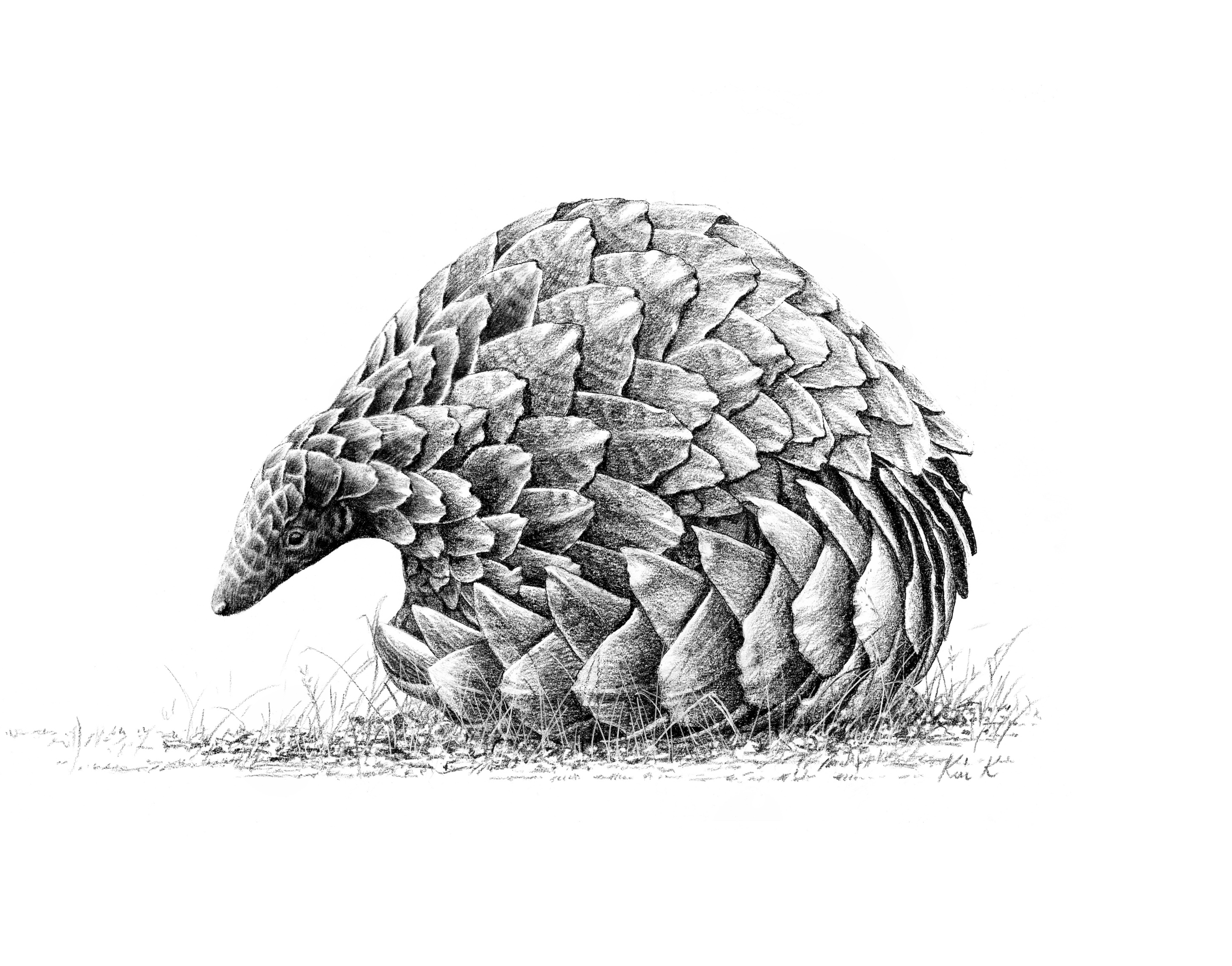 pangolin   |   wax pencil