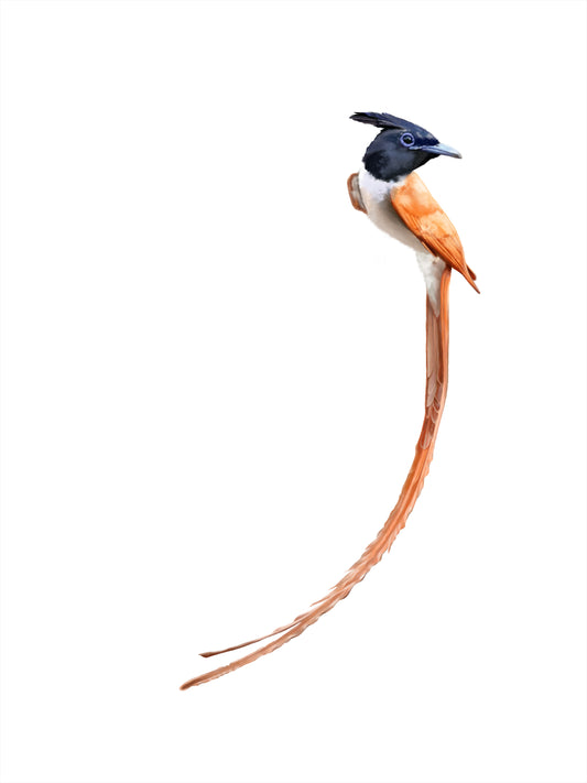 paradise flycatcher | watercolour