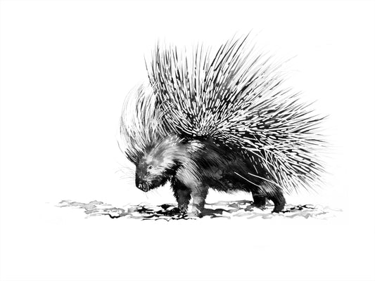 porcupine | indian ink