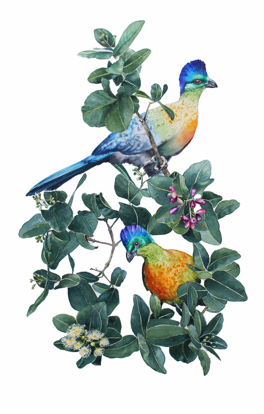 purple crested turaco | watercolour