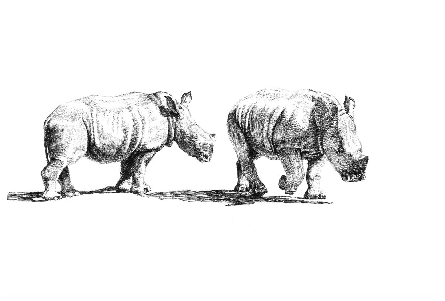 white rhino babies | pen & ink