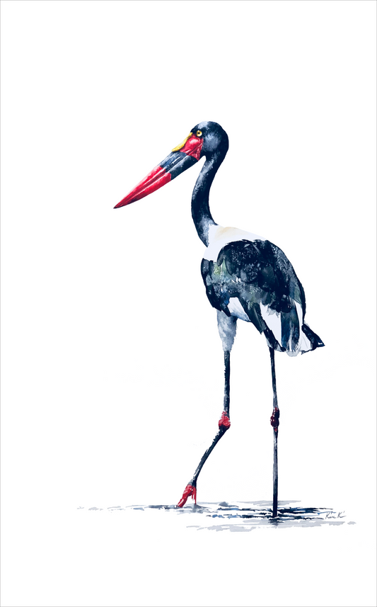 saddle billed stork I | watercolour & ink