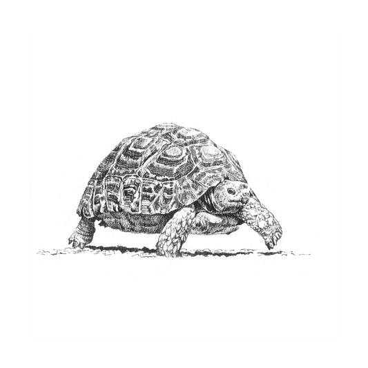 tortoise | pen & ink
