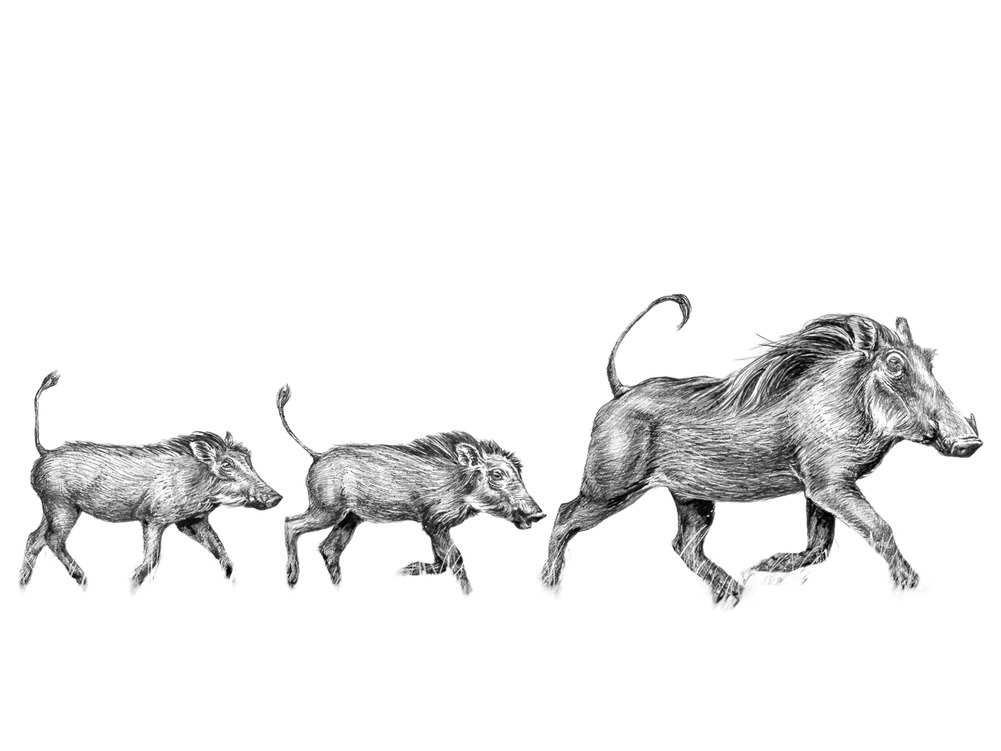 warthog family | pen & ink