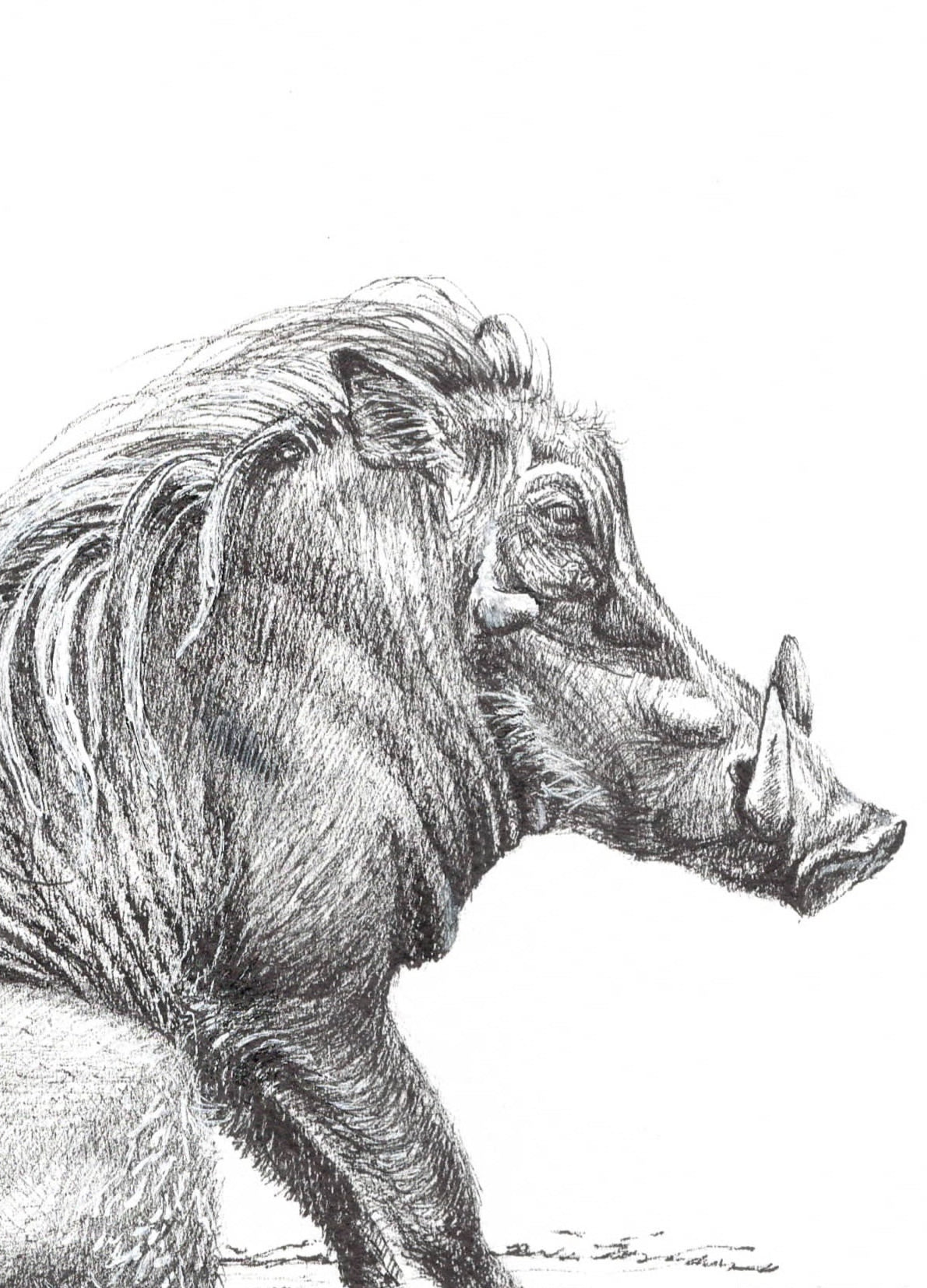 warthog tusker l  |  graphite