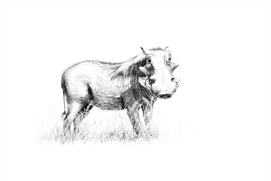 warthog standing | graphite