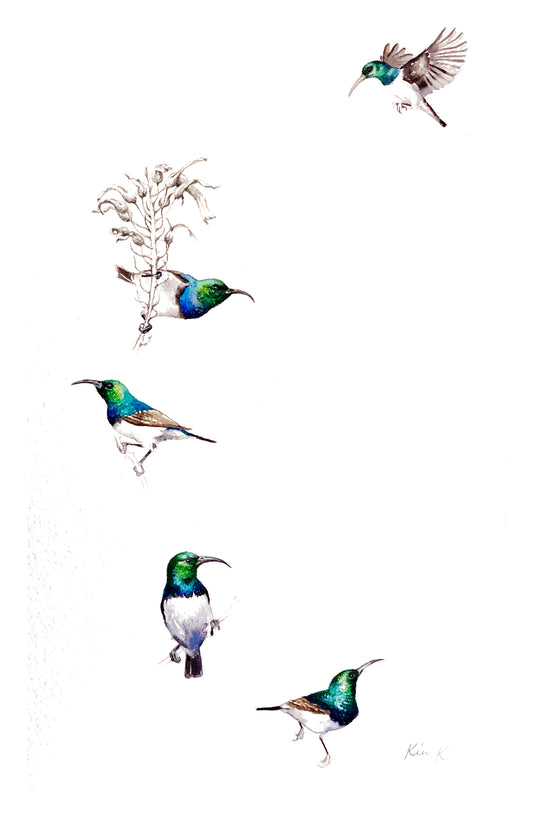 white bellied sunbird | watercolour & graphite