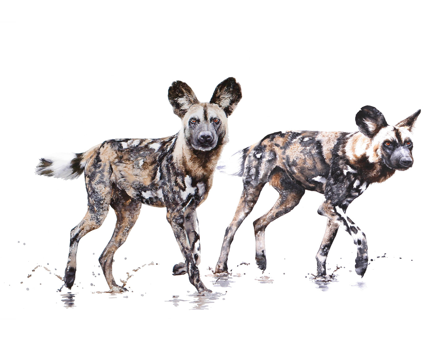 wild dog run pair | watercolour
