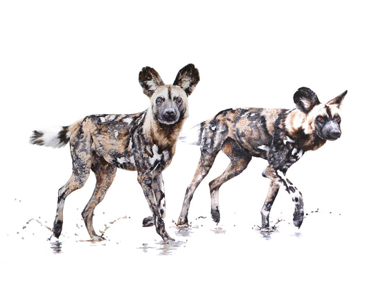 wild dog run pair | watercolour
