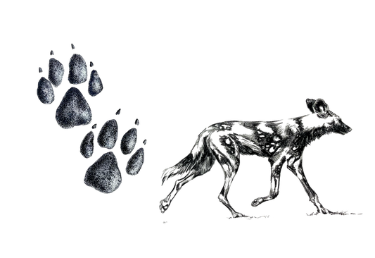 wild dog and spoor | watercolour & ink
