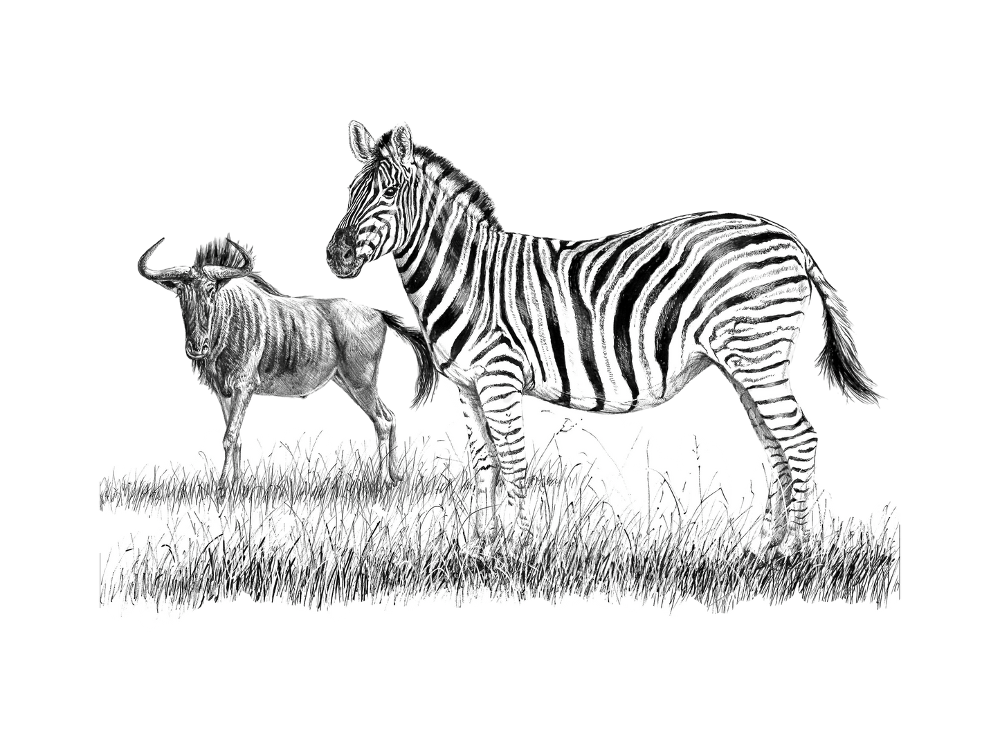 zebra and wildebeest | pen & ink