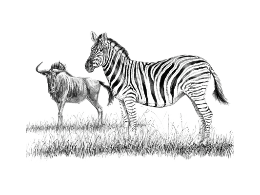 zebra and wildebeest | pen & ink